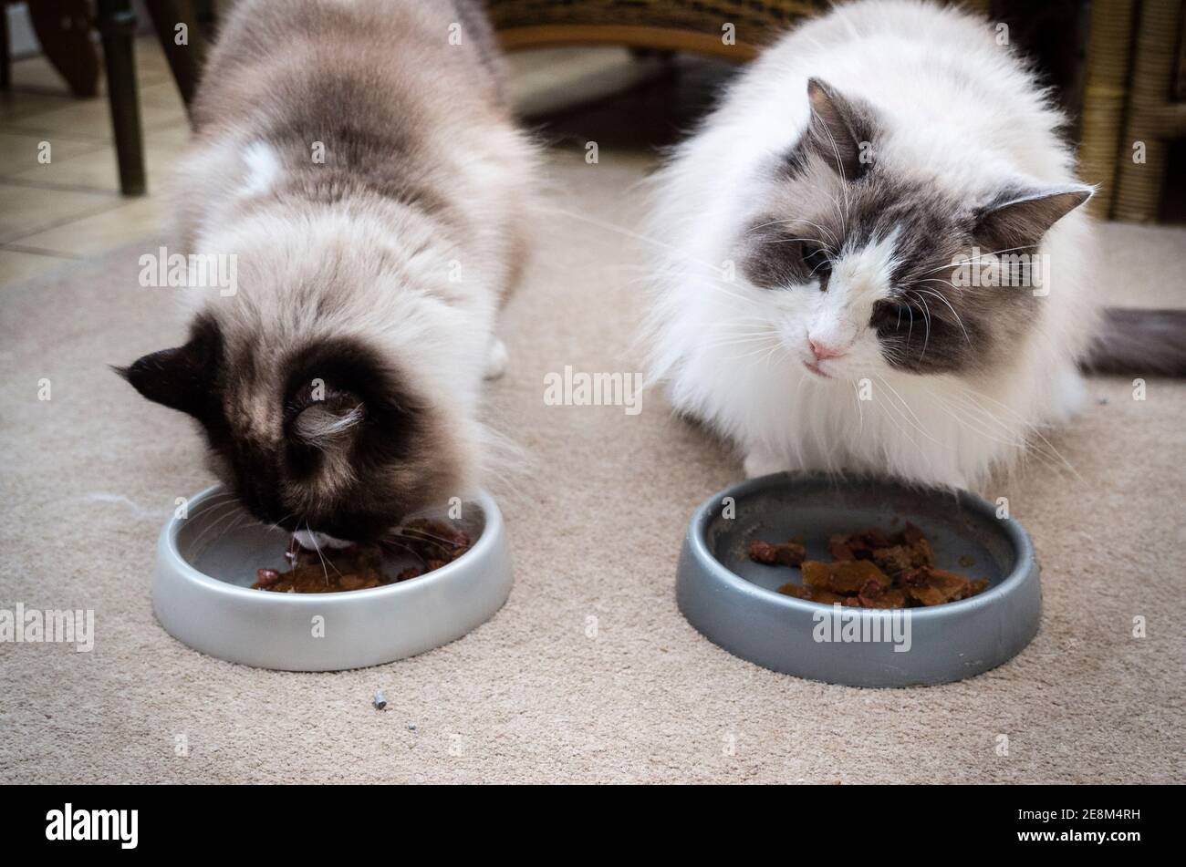 Zwei Erwachsene Ragdoll Hauskatzen Füttern drinnen Seite an Seite in einem Britische Heimat Stockfoto