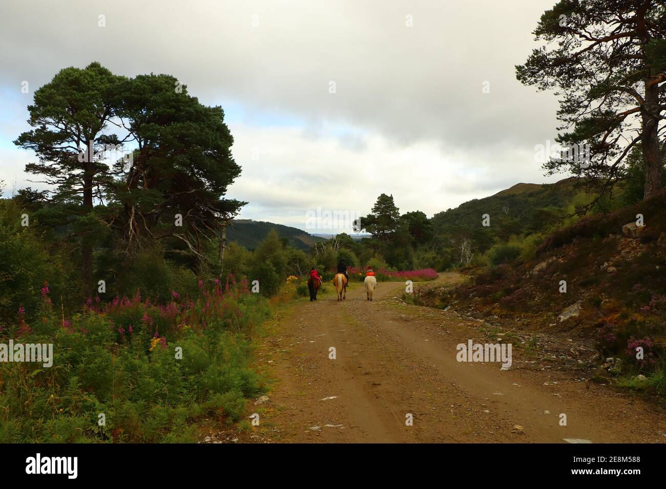 Pony Trekking durch die Heide in Schottland Stockfoto