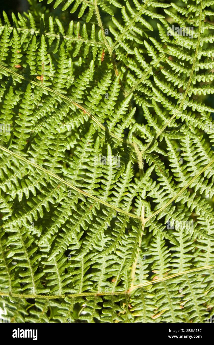Nahaufnahme der Blätter von Bracken Farn, lateinischer Name Pteridium aquilinum. Stockfoto