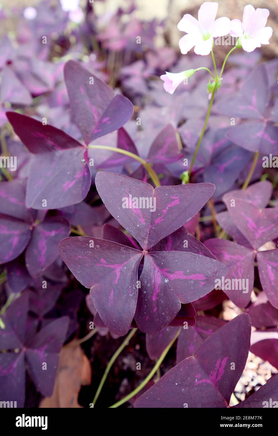 Erstaunlich tief lila Blätter mit blassen rosa Blüten von falsch Schamrock- Pflanze Stockfotografie - Alamy