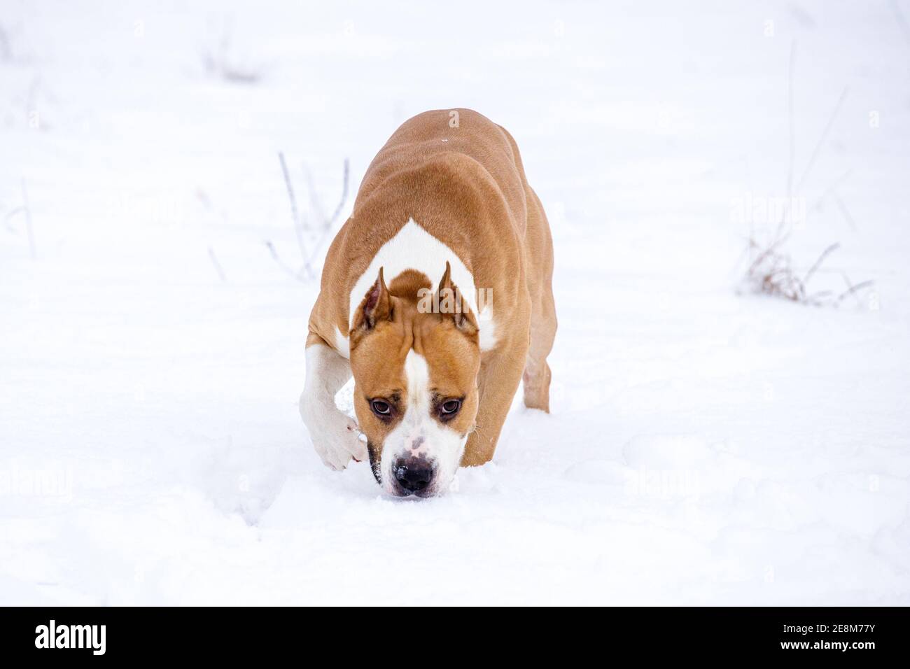 American Staffordshire Terrier Spaziergänge im Winter in der Natur. Hochwertige Fotos Stockfoto