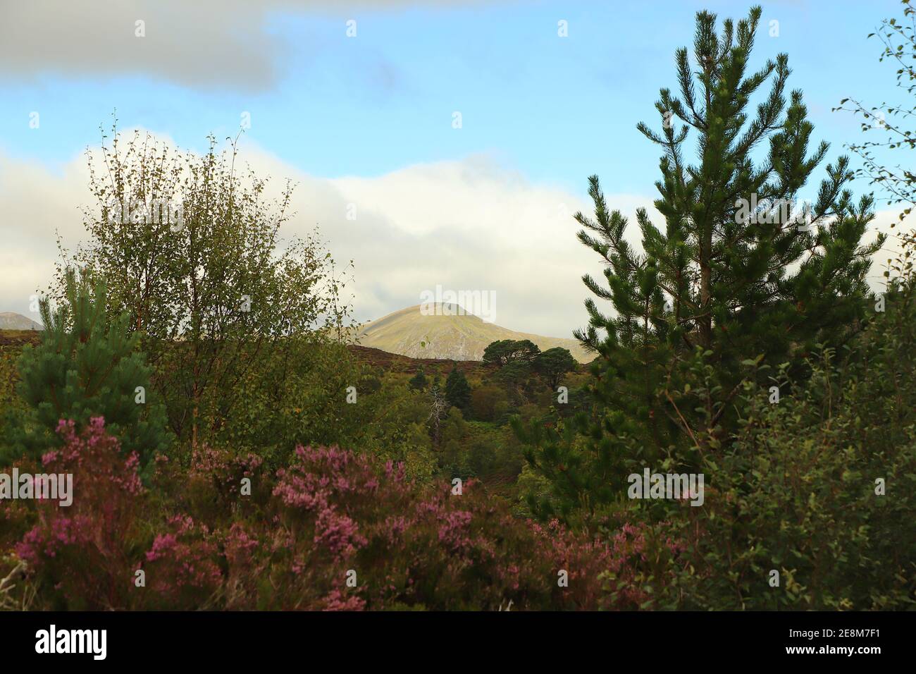 Heide in den Glens von Schottland Stockfoto