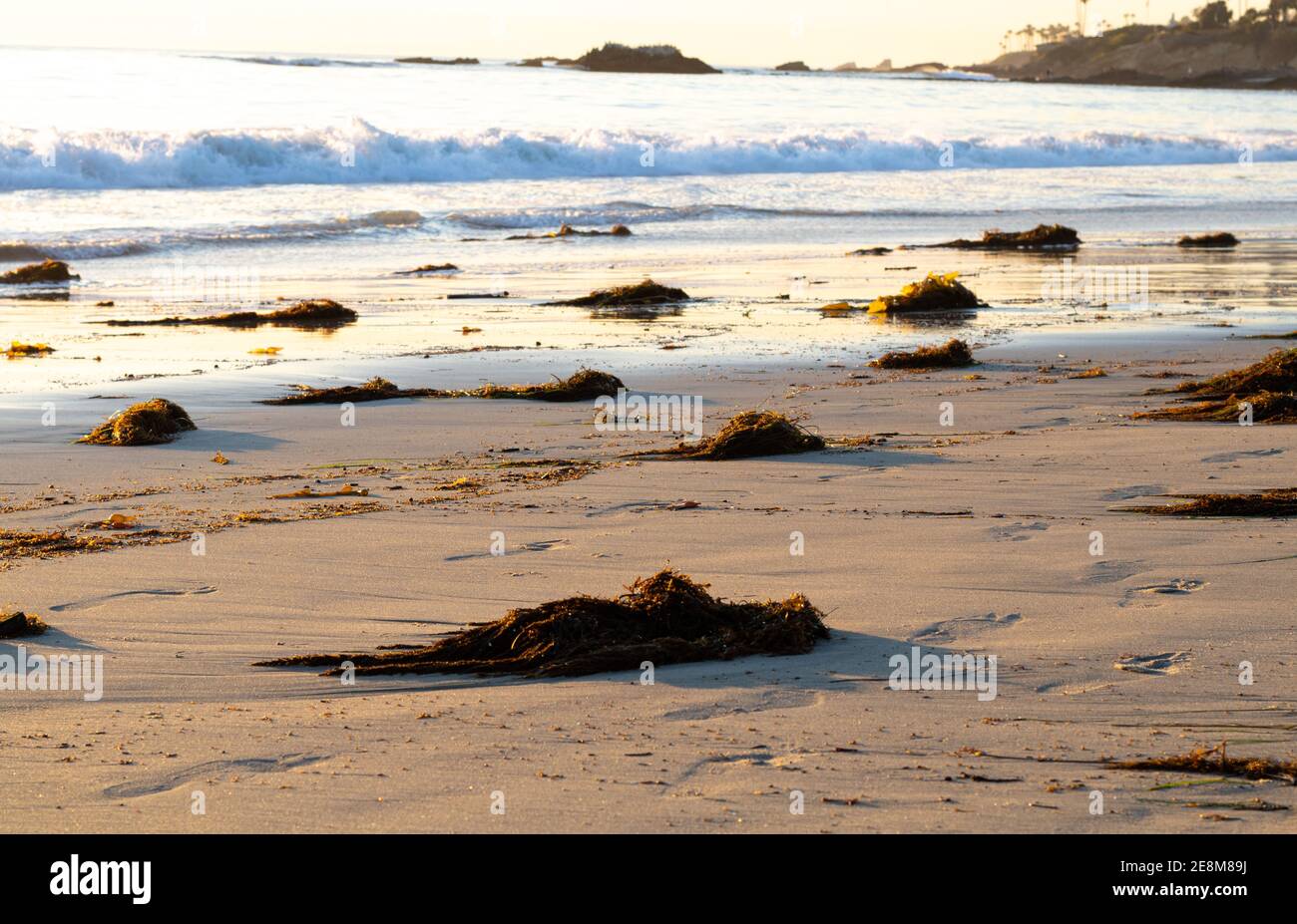 Nahaufnahmen von riesigen Kelpen, die sich auf dem abwaschen Laguna Beach Stockfoto