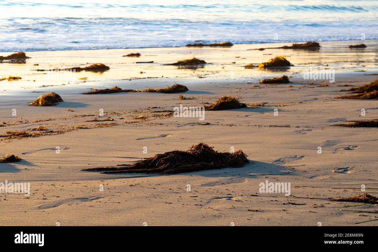 Nahaufnahme der riesigen Seetang lebt auf der Lagune Strand Stockfoto