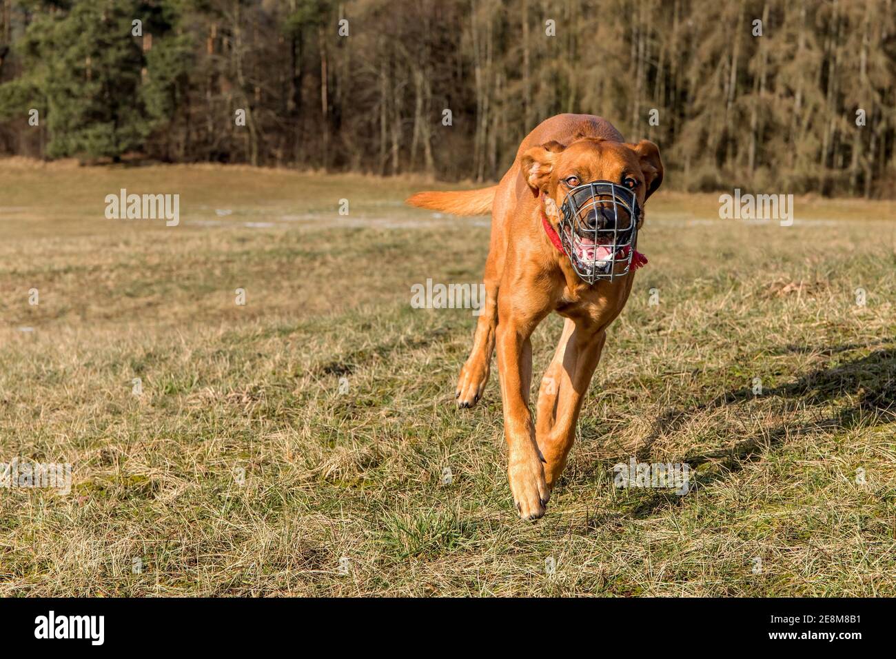 Vorderansicht Eines Laufhundes Hunde Laufen Uber Die Wiese Bei Dem Hund Der Eine Schnauze Tragt Running Rhodesian Ridgeback Mit Schnauze Stockfotografie Alamy