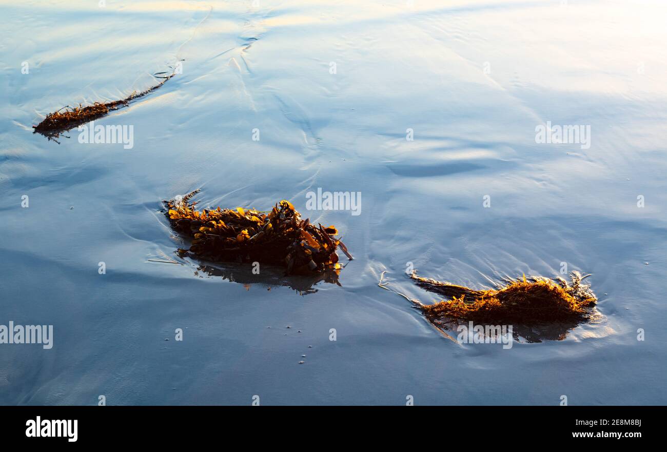 Nahaufnahme der riesigen Kelp beim Waschen meerwasser Stockfoto