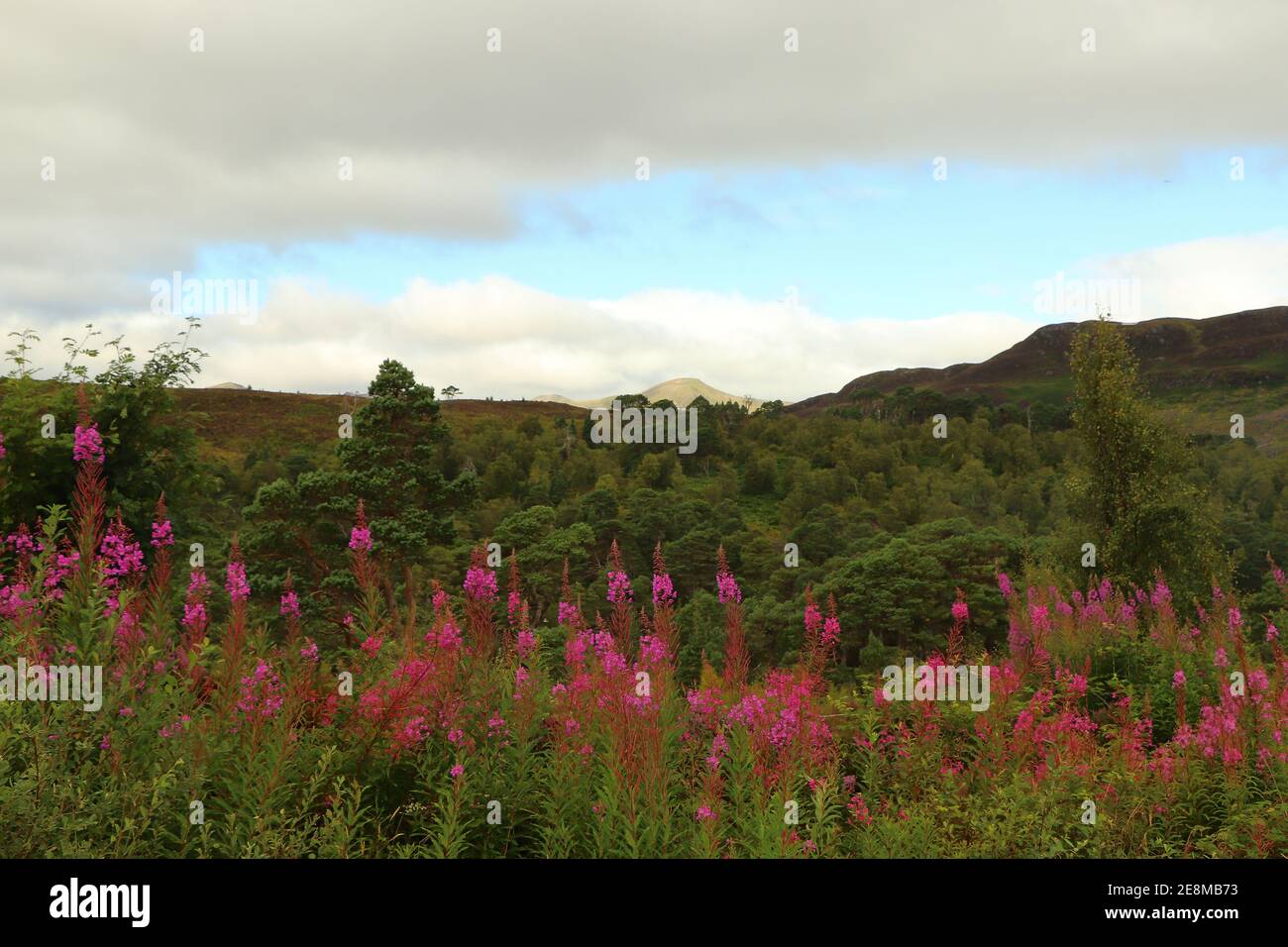 Heide in den Glens von Schottland Stockfoto
