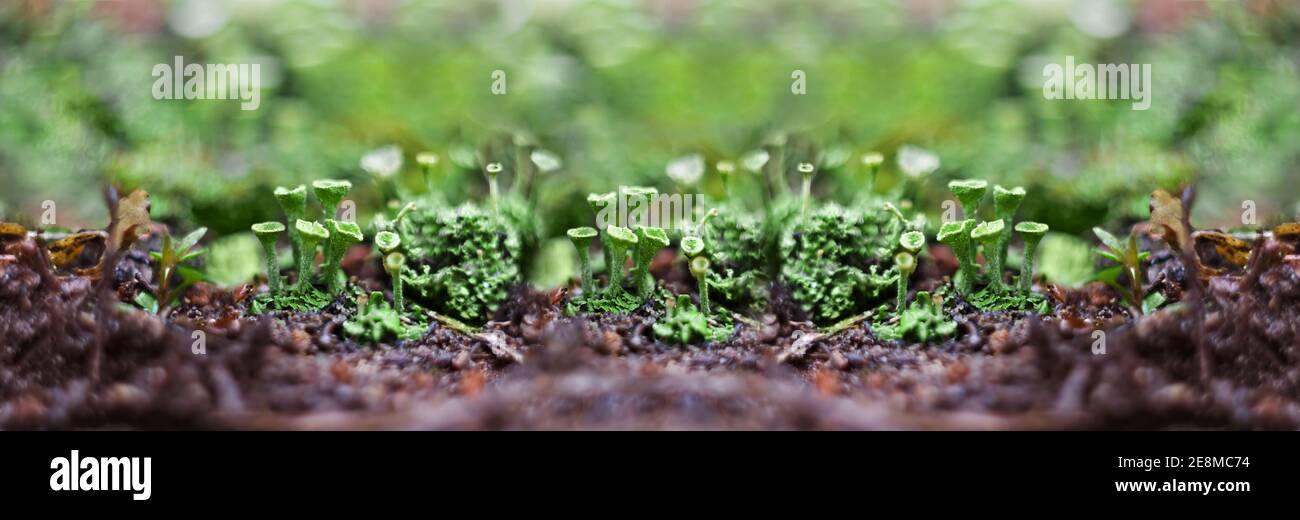 Breitbild, Wald defokussed Hintergrund mit einem winzigen blühenden Flechten. Banner von Makrofotos Stockfoto