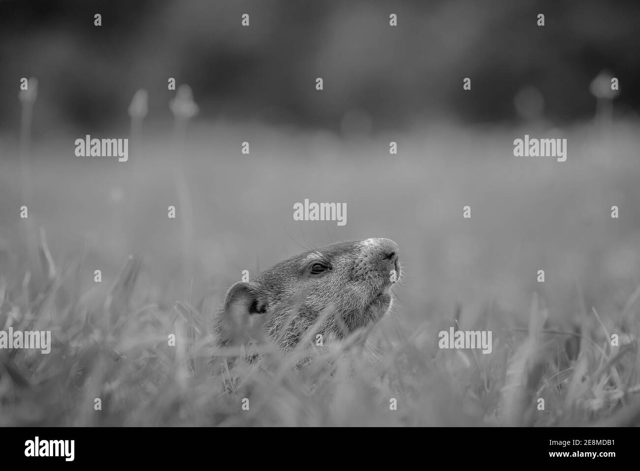 Schwarz und weiß eines Jungmurnhuhns (Marmota monax), der vorsichtig aus seinem Loch guckt. Raleigh, North Carolina. Stockfoto