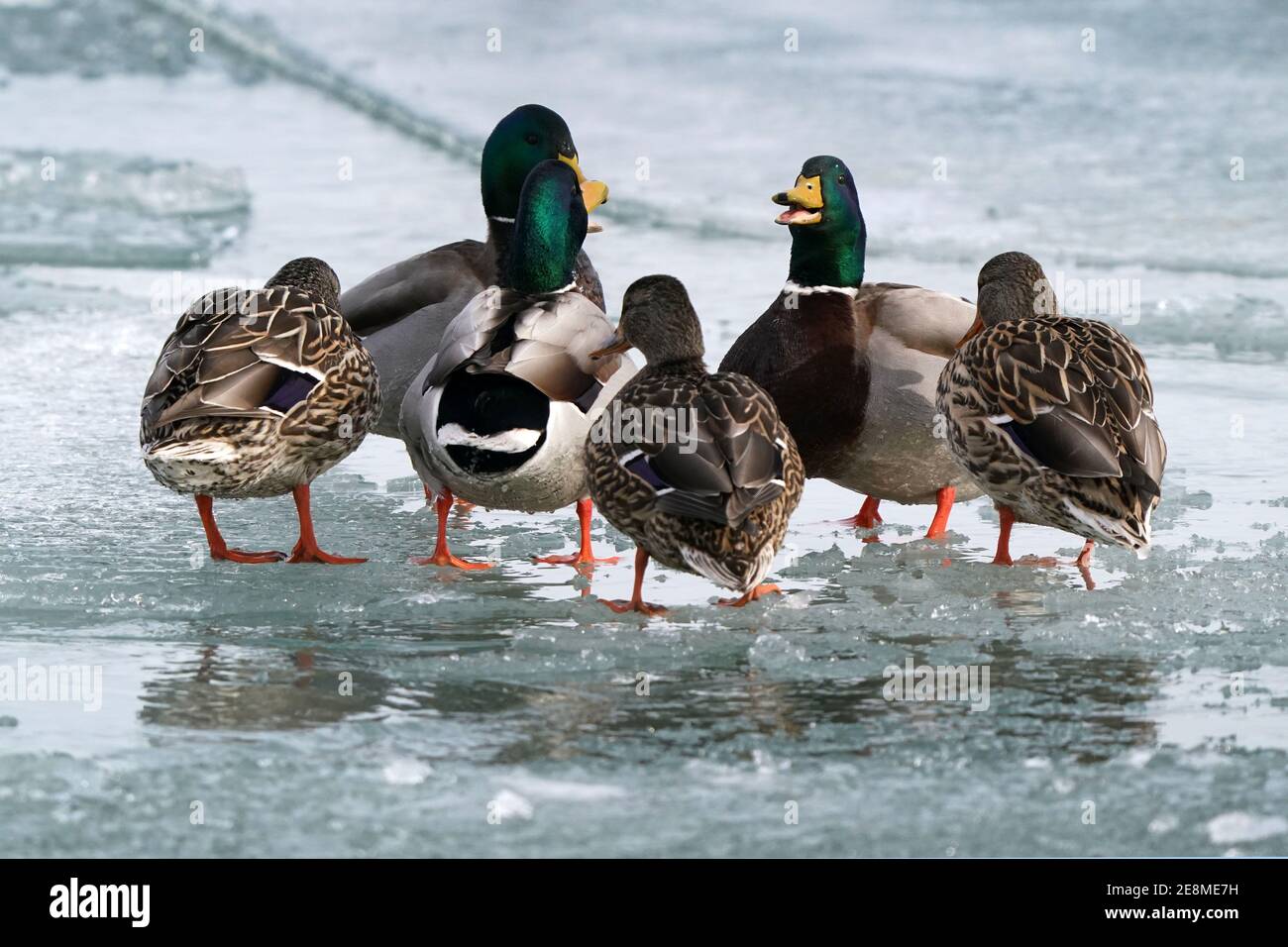 Mallard Enten am See im Winter Stockfoto