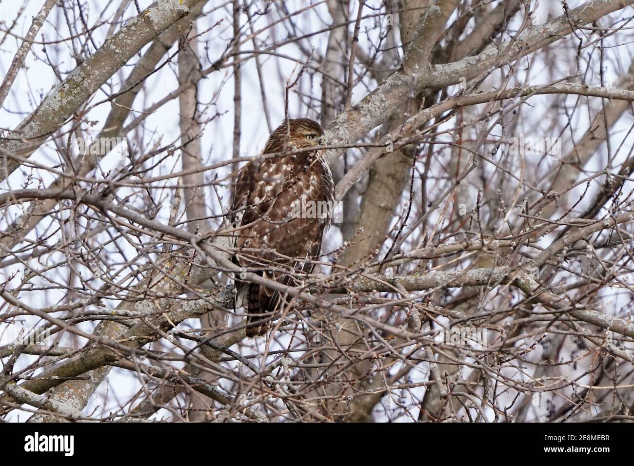 Red Tailed Hawk fliegt an einem Wintertag oder unter Aus Stockfoto