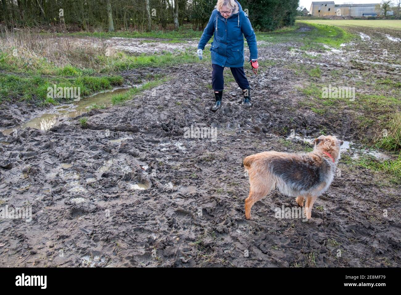 Hundespaziergängen. Nasse und schlammige Hundewanderung auf einem schlammigen Fußweg. Suffolk, Großbritannien. Der Terrier ist ein Grenze / Jack Russel Kreuz Alter 17 Jahre. Stockfoto