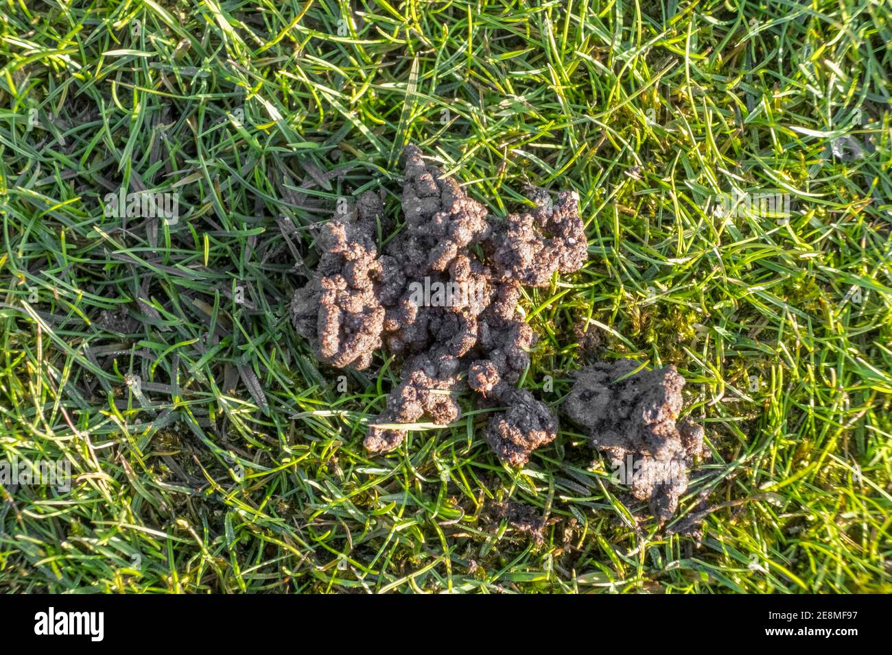 Erdwurm wirft auf einen Rasen. Suffolk, Großbritannien. Stockfoto