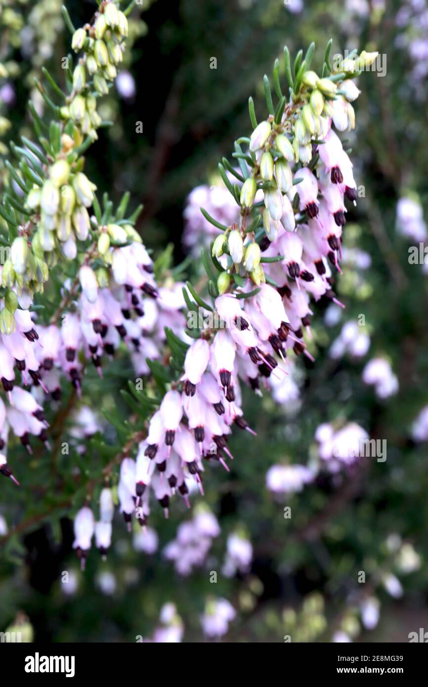 Erica x darleyensis ‘Furzey’ Winterheide Furzey – Haufen winziger glockenförmiger blassrosa Blüten inmitten nadelförmiger Blätter, Januar, England, Großbritannien Stockfoto