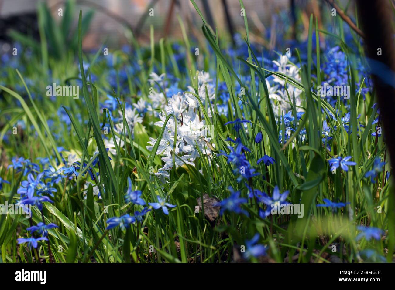 Eine Wiese mit Frühlingsblumen. Puschkinia scilloides und Scilla siberica, sibirischer Tintenkeller, Holzkiel. Frische Blumen wachsen im Wald. Stockfoto