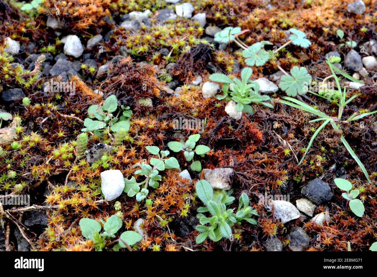 Rot, gelb und orange sphnagum denticulatum Stockfoto