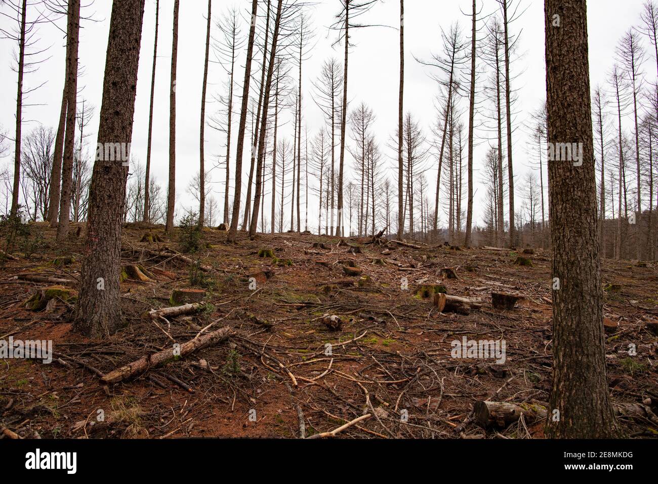 Waldsterben durch Borkenkäfer Stockfoto