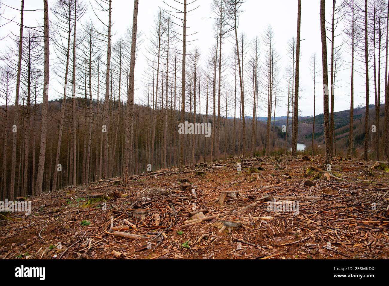 Waldsterben durch Borkenkäfer Stockfoto