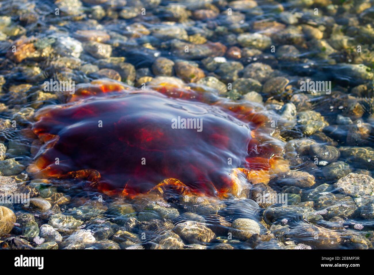 Tote Quallen entlang der Küste, Washington State, USA Stockfoto