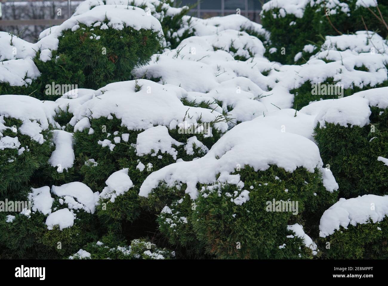 Schneebedeckte dekorative grüne Büsche im Freien, Winter Nahaufnahme Stockfoto