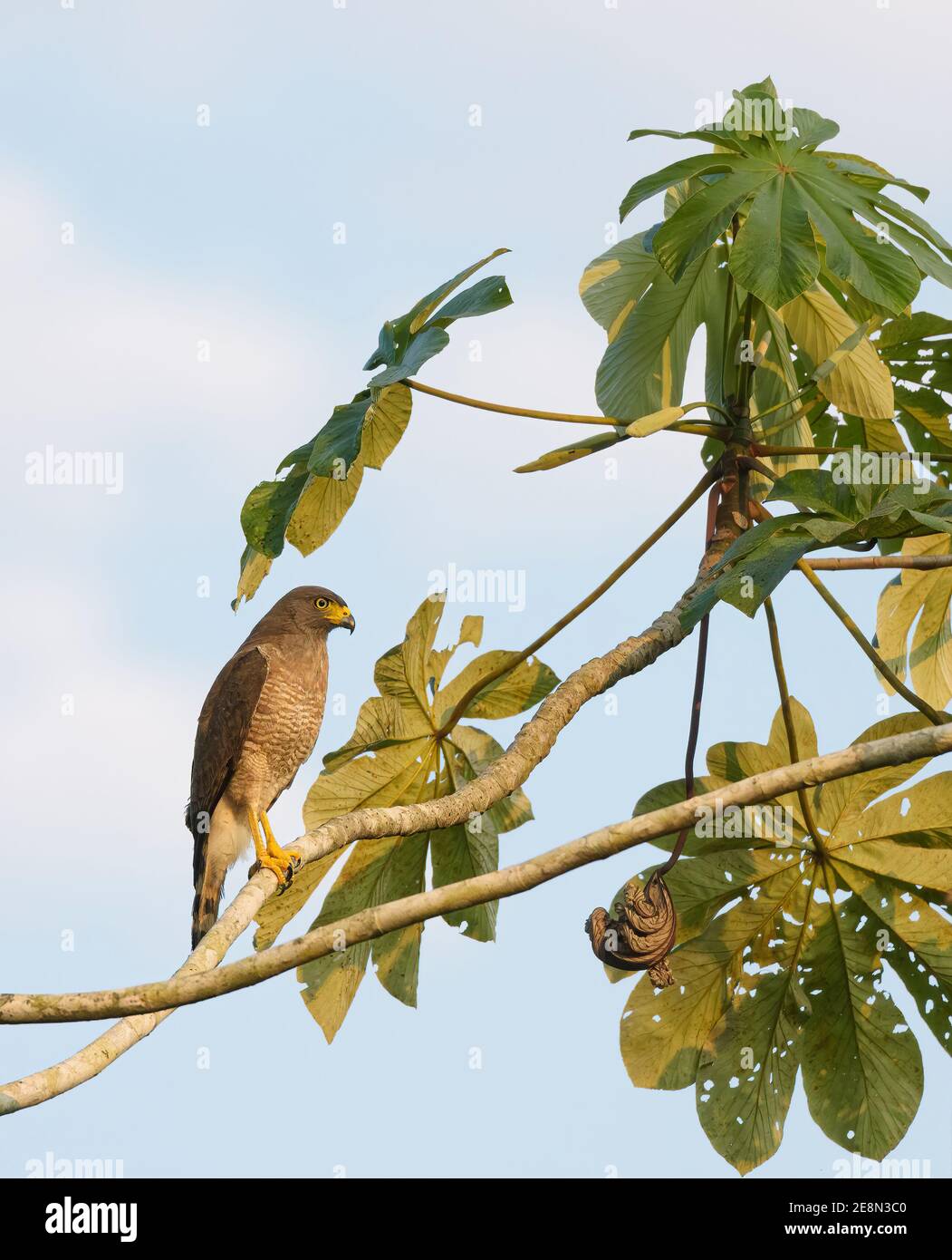 Roadside Hawk (Rupornis magnirostris) in einem Baum nach rechts Stockfoto