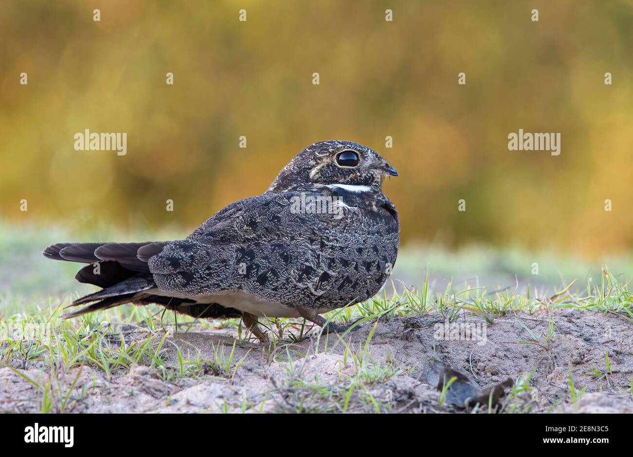 Nacunda Nighthawk (Chordeiles nacunda) auf einem Flussufer, das nach rechts schaut Stockfoto Nacunda Nighthawk (Chordeiles nacunda) auf einem Flussufer, das nach rechts schaut Stockfoto