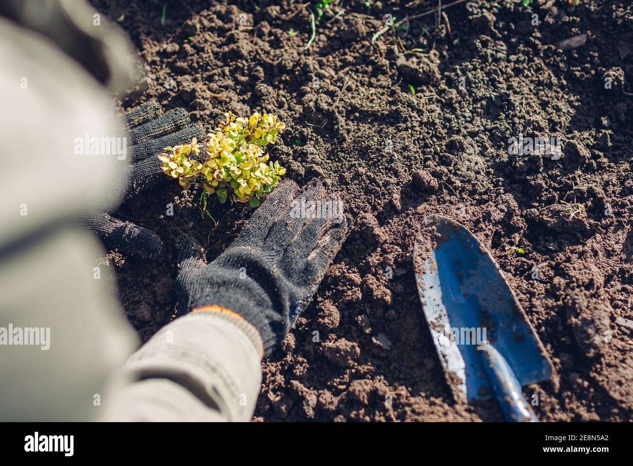 Gärtner umpflanzen Berberbusch aus Behälter in Boden. Frühling Gartenarbeit. Thunbergs gelbe Berberitze Stockfoto
