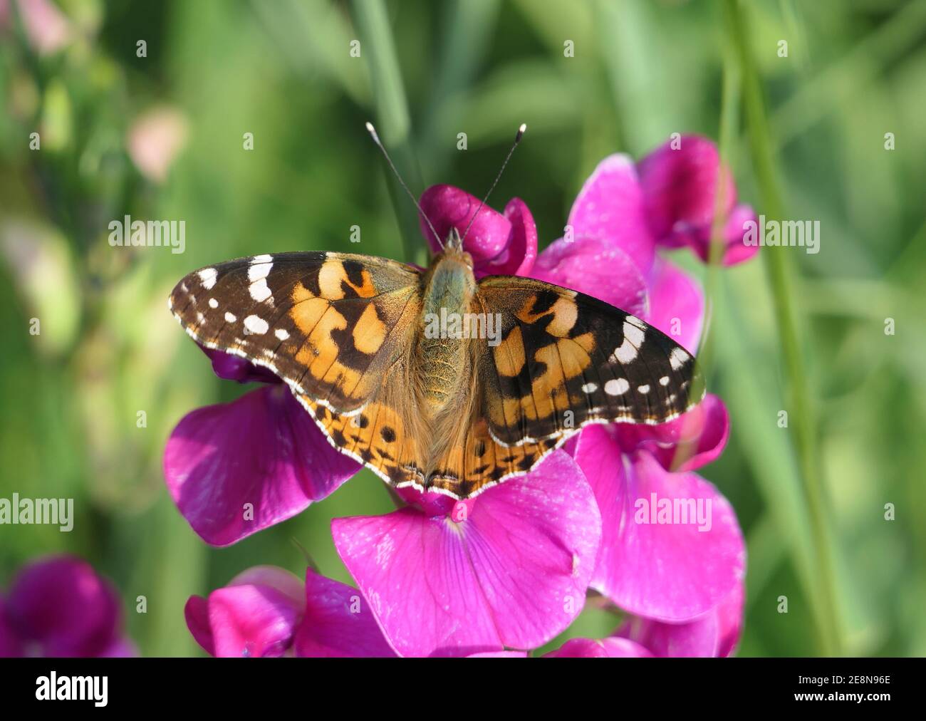 Gemalte Dame Schmetterling Auf Vetchling Blüten Stockfoto