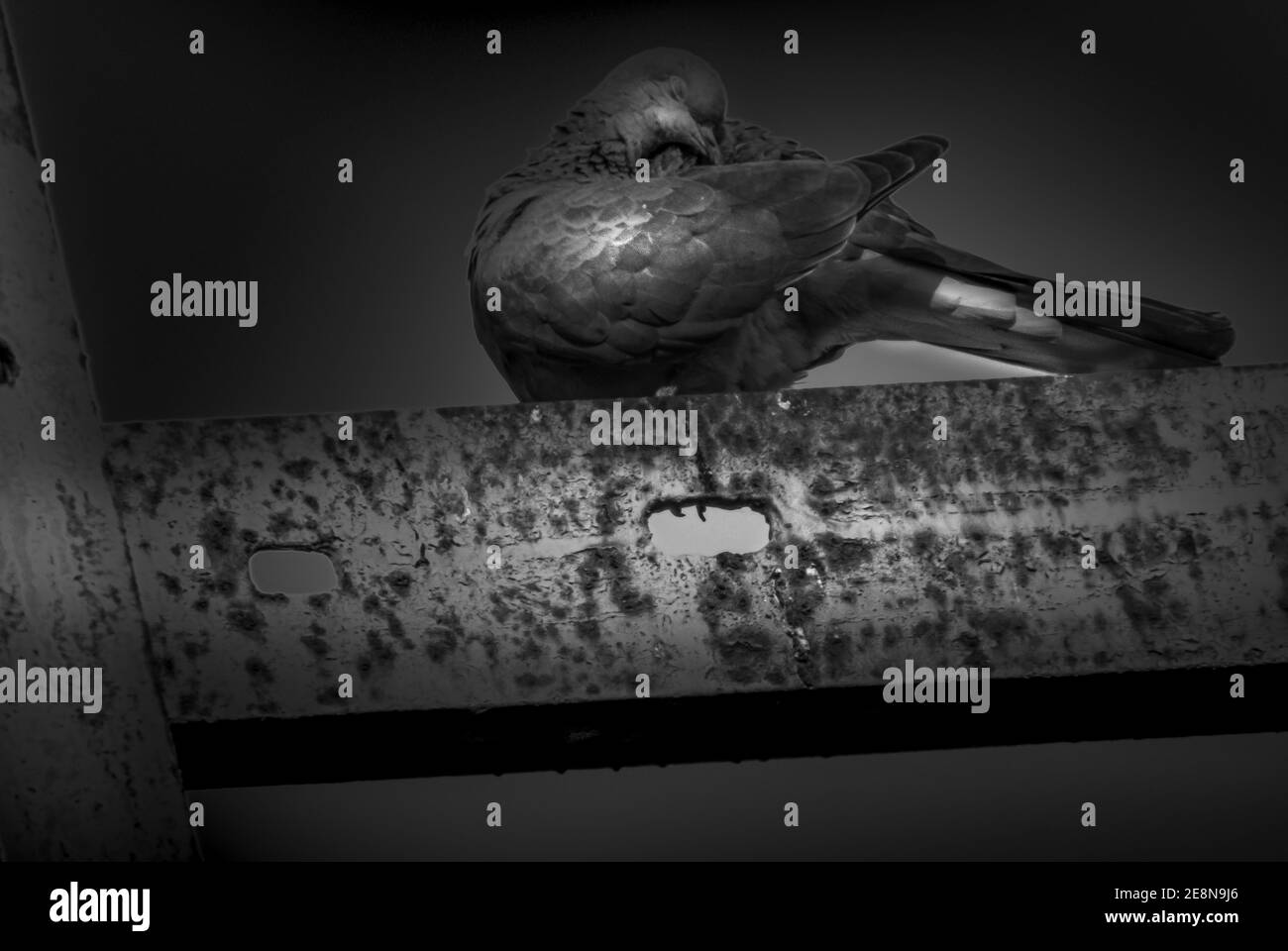 Ein Vogel, der auf einem Gebäude sitzt Stockfoto