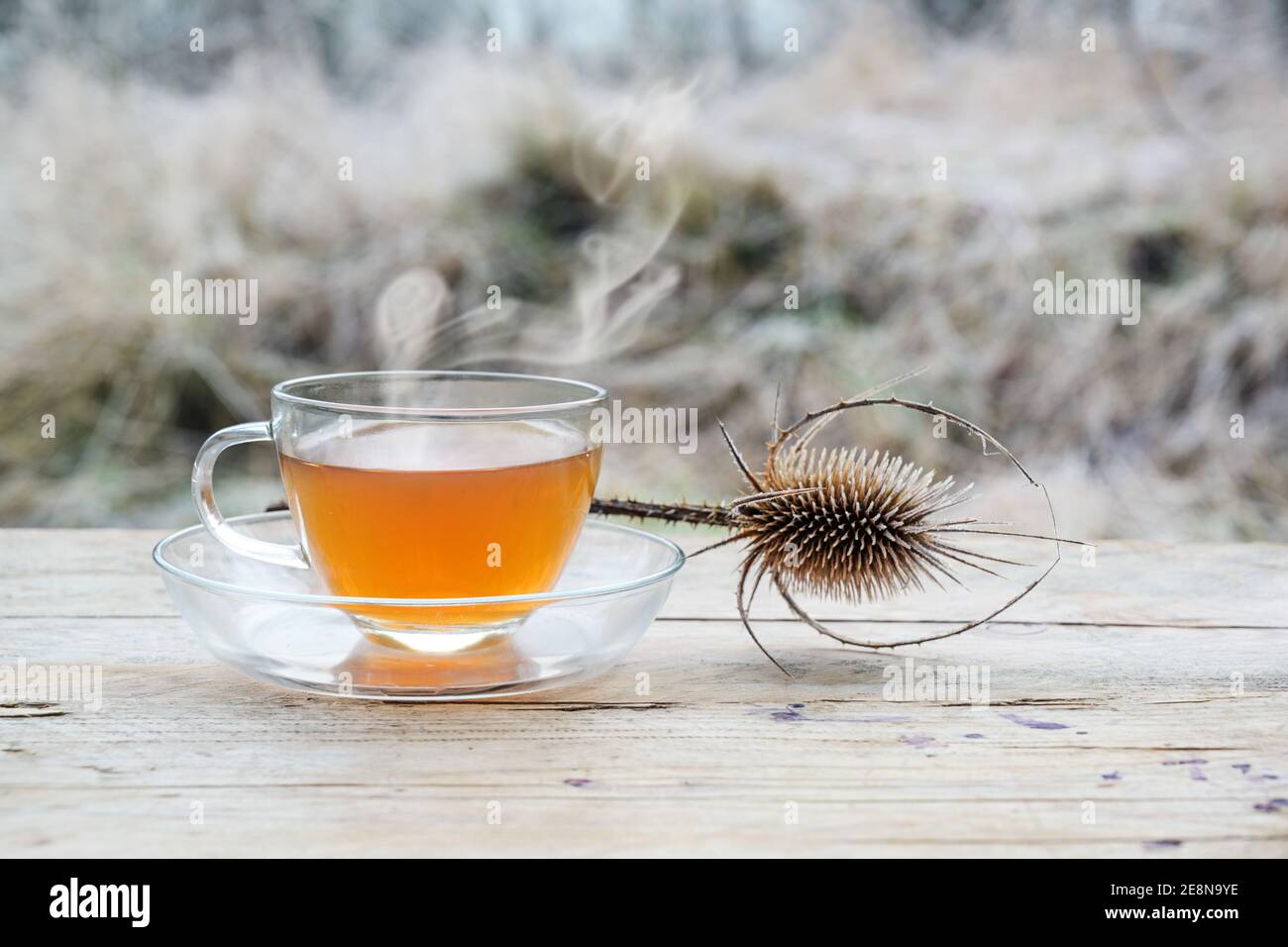 Heißer Tee und ein wilder Cardoon oder wilder Teelöffel (Dipsacus fullonum) im Freien auf rustikalem Holztisch an einem kalten Morgen, Kopierraum, ausgewählter Fokus, schmaler De Stockfoto