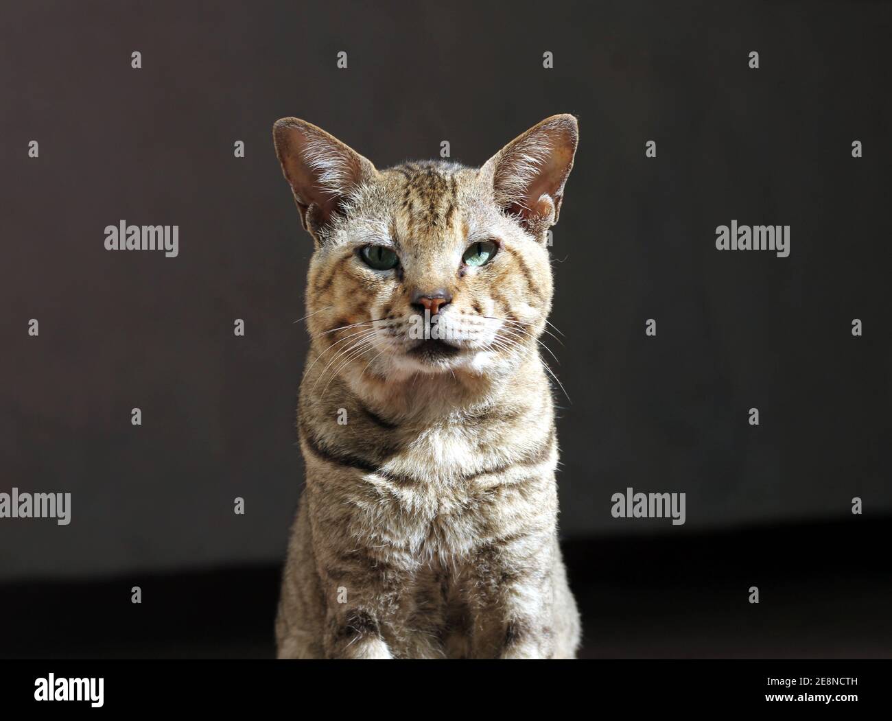 Porträt einer braunen Katze, die neugierig aussieht Stockfoto