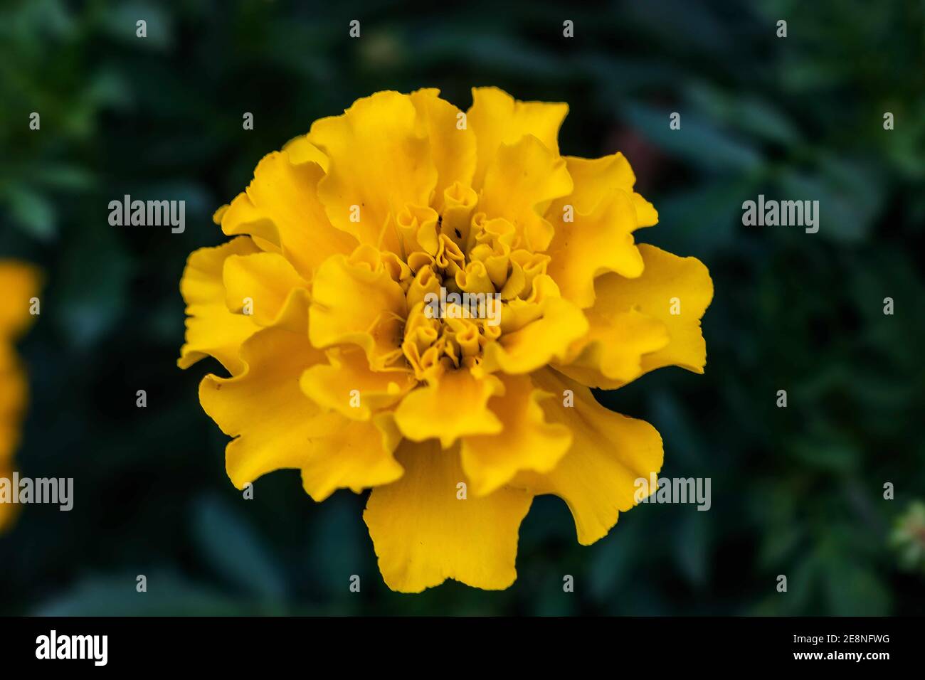 Die gelbe Glockenblume schwimmt in der Luft! Stockfoto