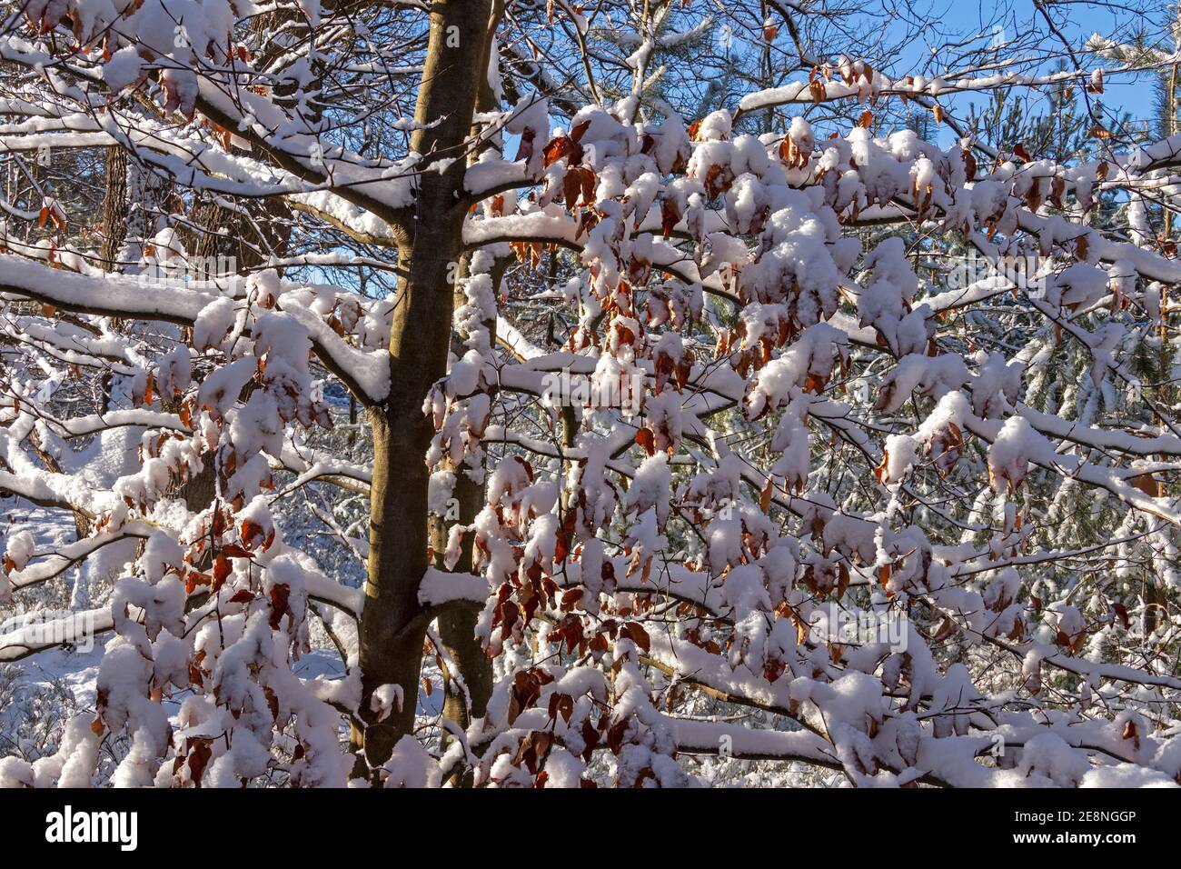Winter in Neugraben Heath, Harburg, Hamburg, Deutschland Stockfoto