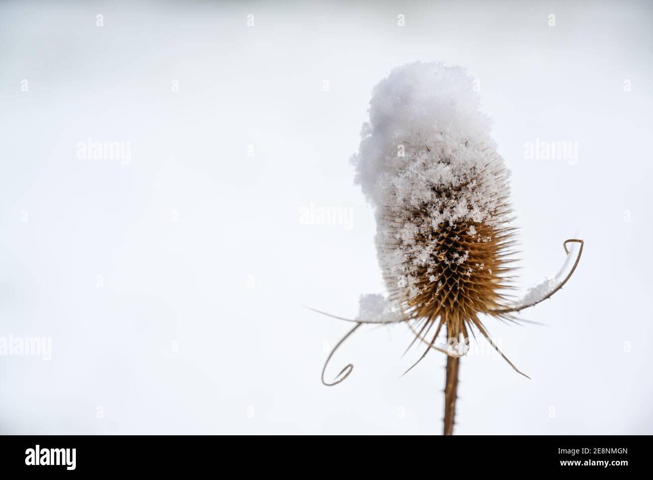 Trockener Samenständer des wilden Teelns (Dipsacus fullonum) mit Schneehaube im Winter, Kopierraum, ausgewählter Fokus, enge Schärfentiefe Stockfoto