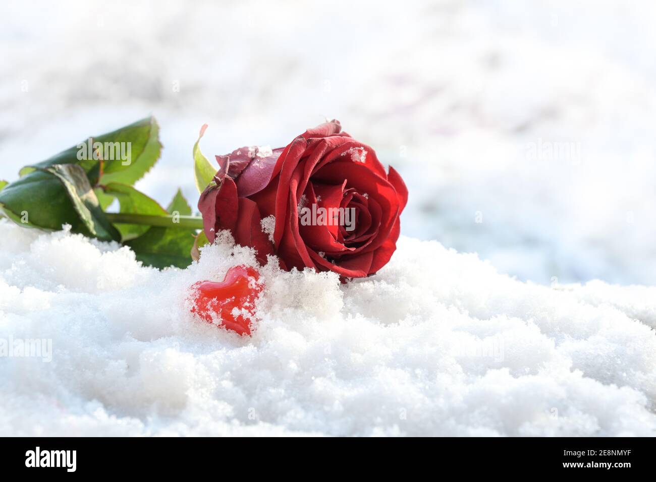 Kleine Herzform aus rotem Glas und einer schönen Rose im Schnee, Liebessymbol und Grußkarte für Valentinstag, Kopierraum, ausgewählter Fokus, Narro Stockfoto