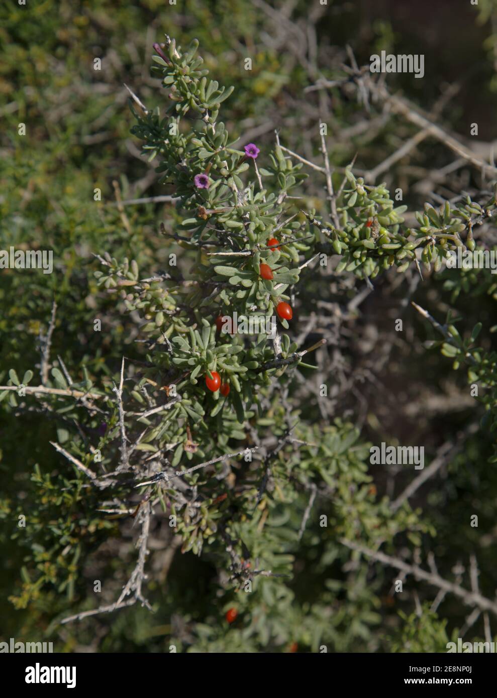 Flora von Gran Canaria - Lycium intricatum, auf den Kanarischen Inseln heimischer Stacheldorn, natürlicher makrofloraler Hintergrund Stockfoto