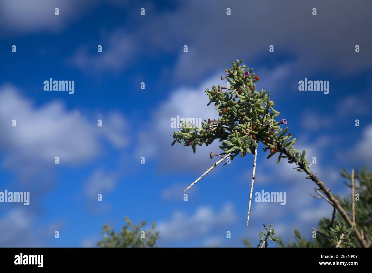 Flora von Gran Canaria - Lycium intricatum, auf den Kanarischen Inseln heimischer Stacheldorn, natürlicher makrofloraler Hintergrund Stockfoto