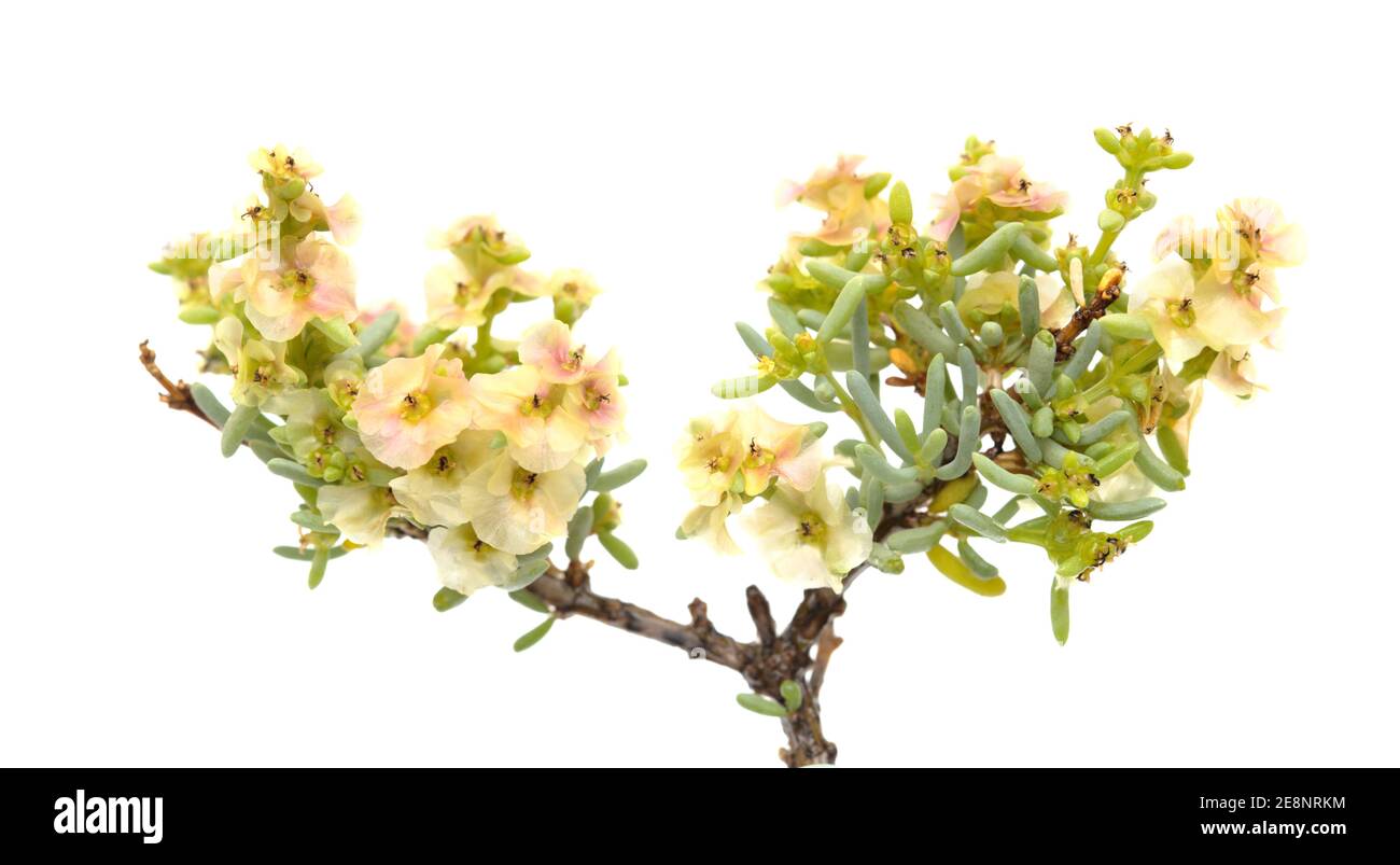 Flora von Gran Canaria - Salsola divaricata Salzkraut, salztolerante Pflanze endemisch auf den Kanarischen Inseln, isoliert auf weiß Stockfoto