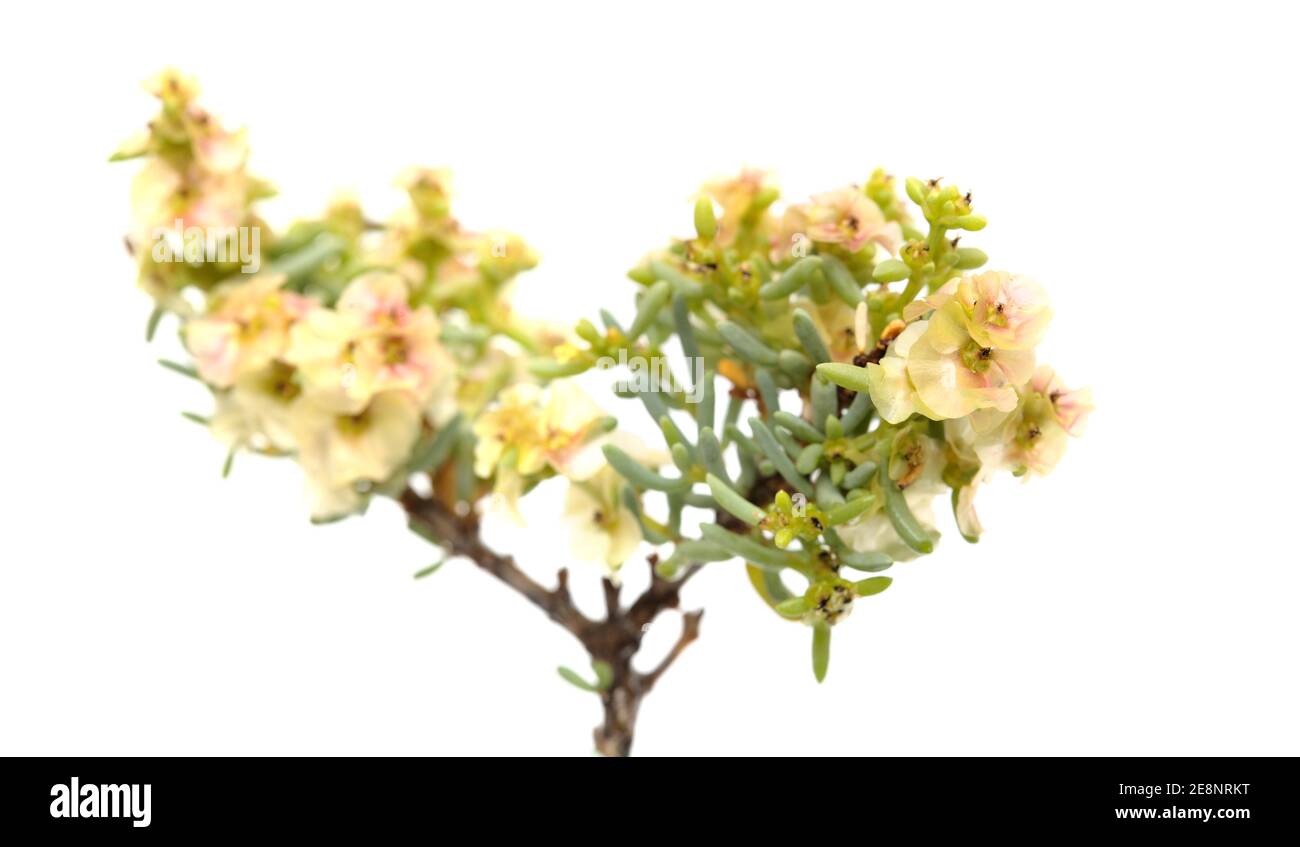 Flora von Gran Canaria - Salsola divaricata Salzkraut, salztolerante Pflanze endemisch auf den Kanarischen Inseln, isoliert auf weiß Stockfoto