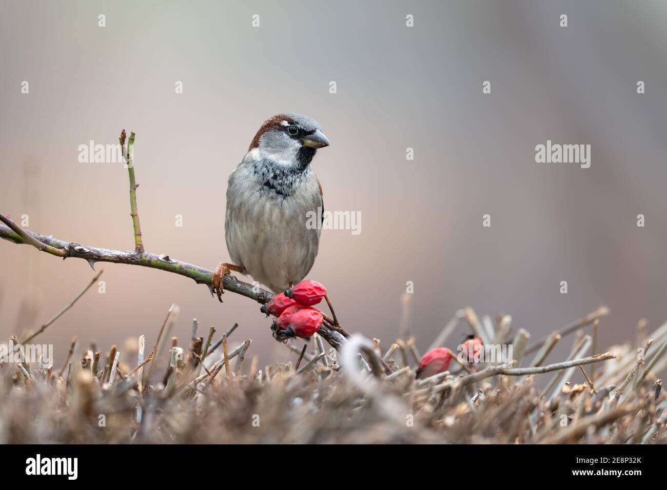 Sparrow. Passer domesticus, stehend auf einem Busch mit einem schönen verschwommenen Hintergrund Stockfoto