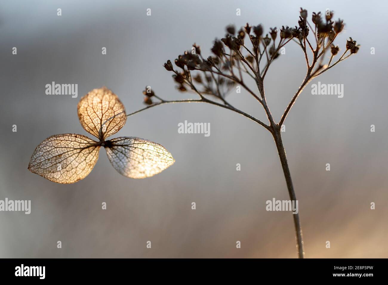 Hortensia arborescens Blütenkopf, allgemein bekannt als glatte Hortensien oder wilde Hortensien - Asheville, North Carolina USA Stockfoto