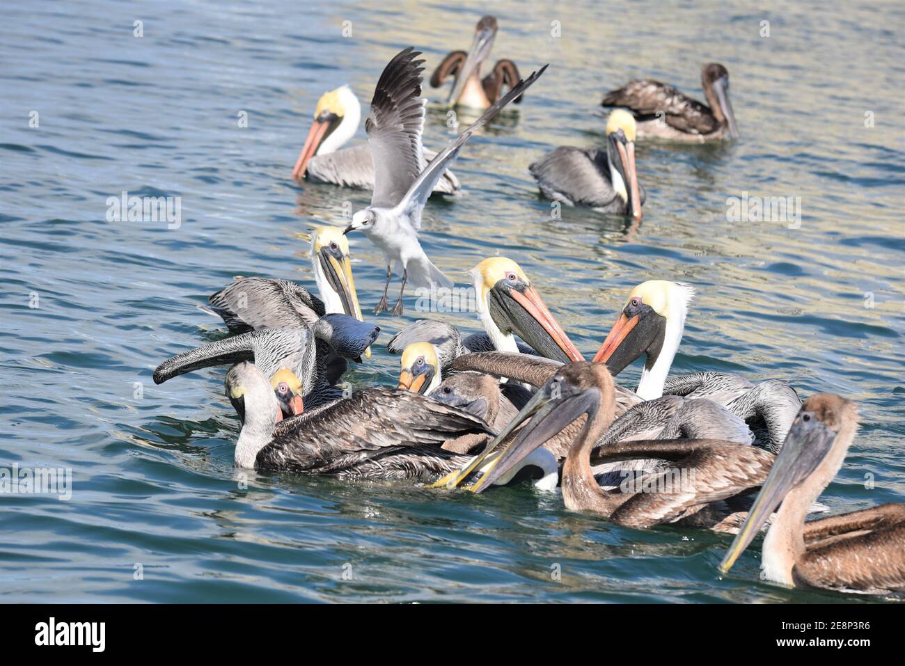 FL Pelicans Fütterung Raserei Stockfoto