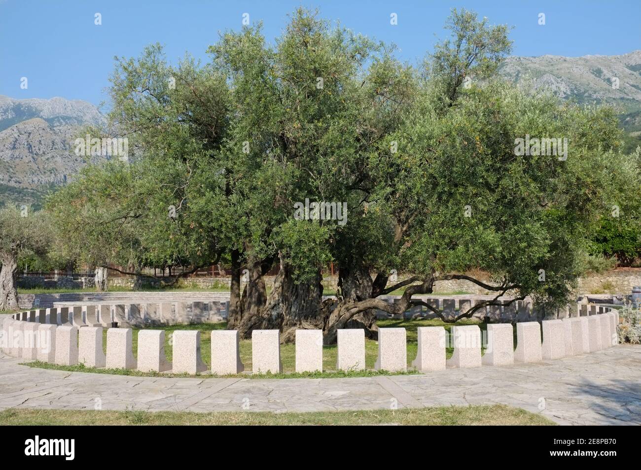 lteste olivenbume -Fotos und -Bildmaterial in hoher Auflsung  Alamy