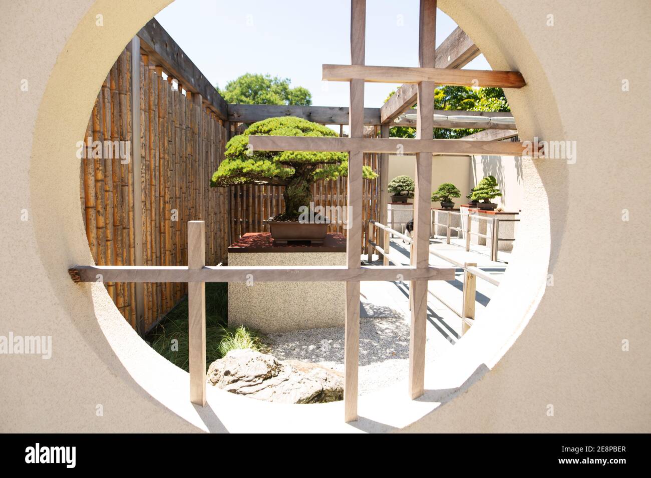 Blick durch ein Fenster auf einen jahrhundertealten japanischen Bonsai-Baum aus Hiroshima, ausgestellt im National Arboretum in Washington, DC, USA. Stockfoto