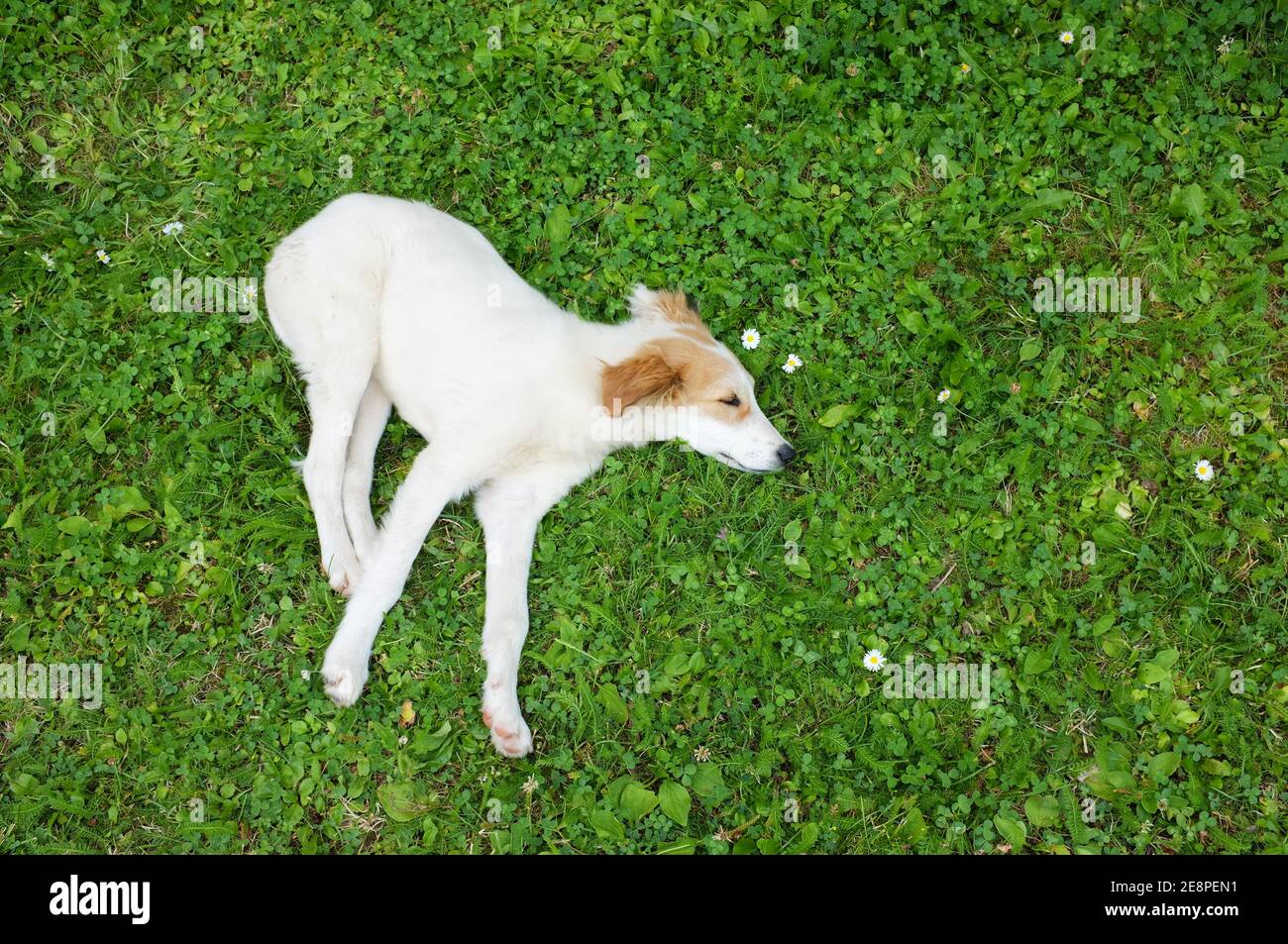 Niedlichen Welpen schlafen auf dem Gras Stockfoto