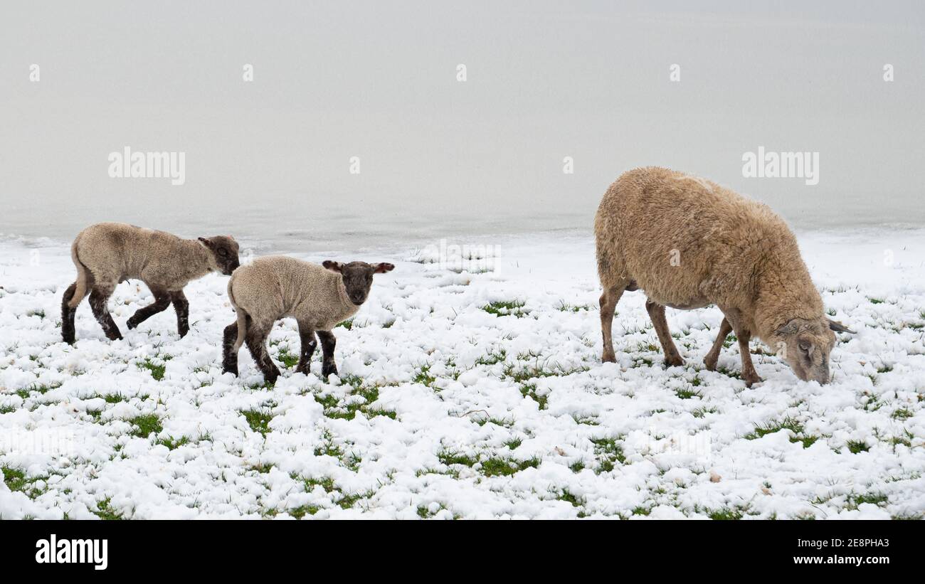 Welpen Schafe im Schnee Stockfoto