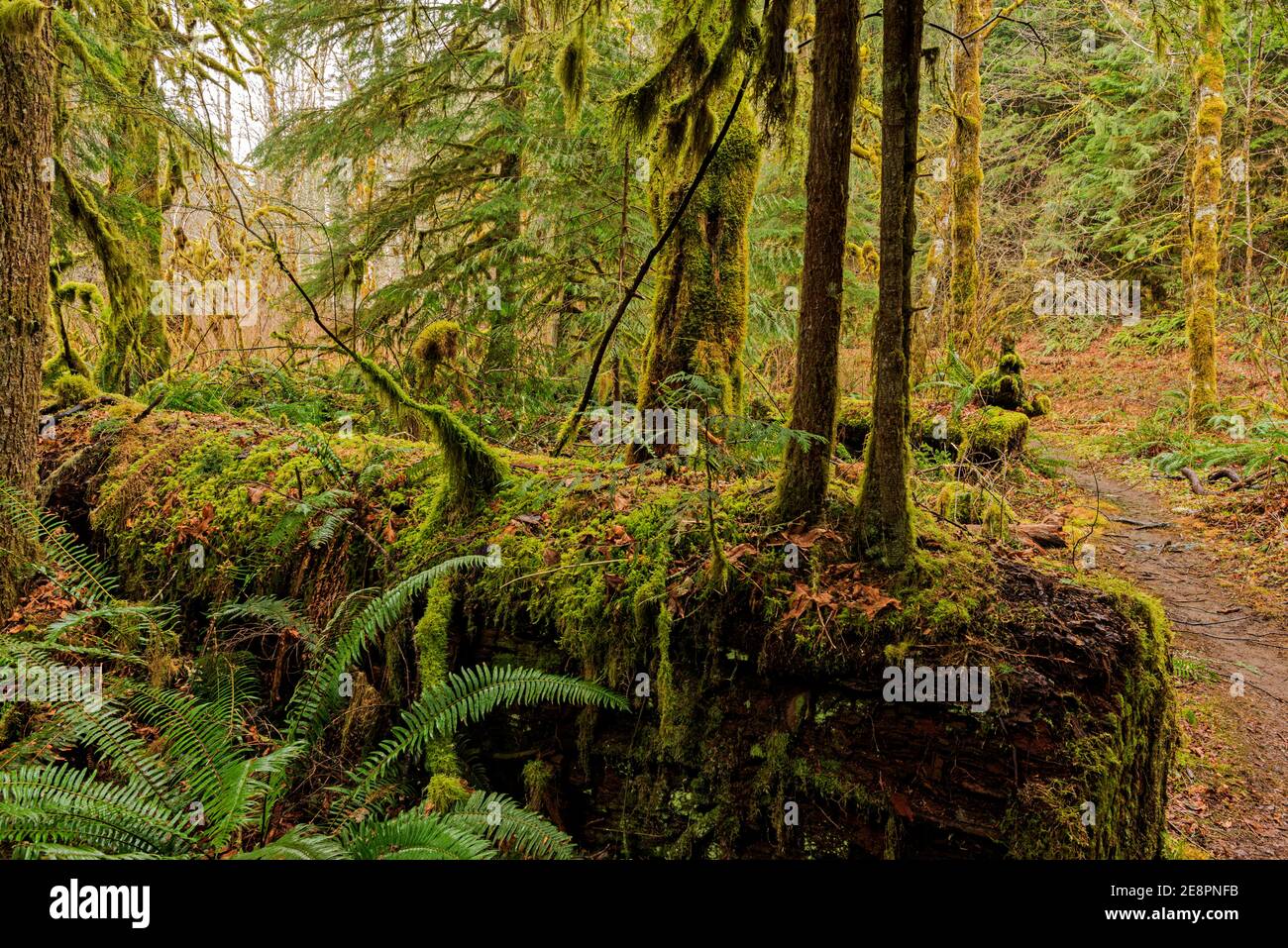 Dies ist ein Nurese-Baumstamm mit jungen Bäumen, die aus ihm in der Lachs-Huckleberry Wilderness in Oregon wachsen. Das Gebiet ist ein gemäßigter Regenwald. Stockfoto