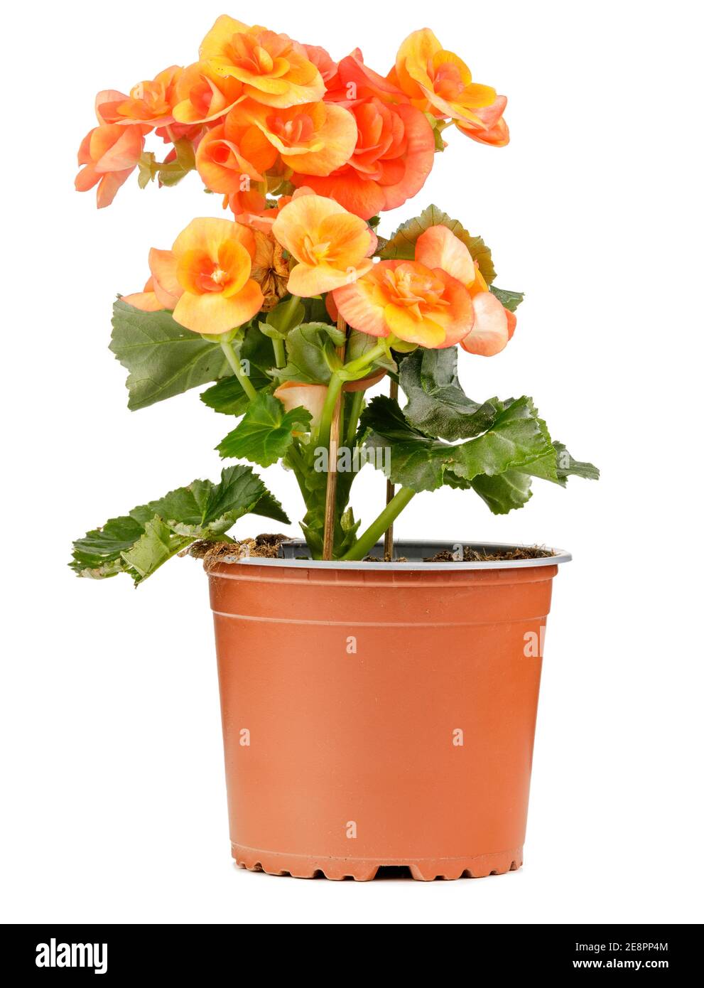 Orange Begonia, Blüten in einem braunen Topf, Begonia Tuberhybrida auf weißem Hintergrund Stockfoto