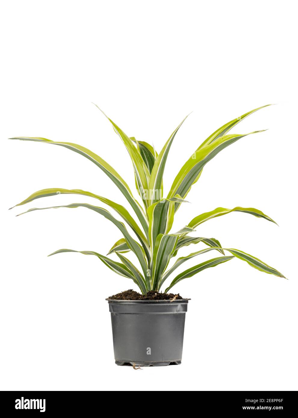 Grüne dekorative Pflanze mit langen Blättern in grau eingegossen Blumentopf Stockfoto