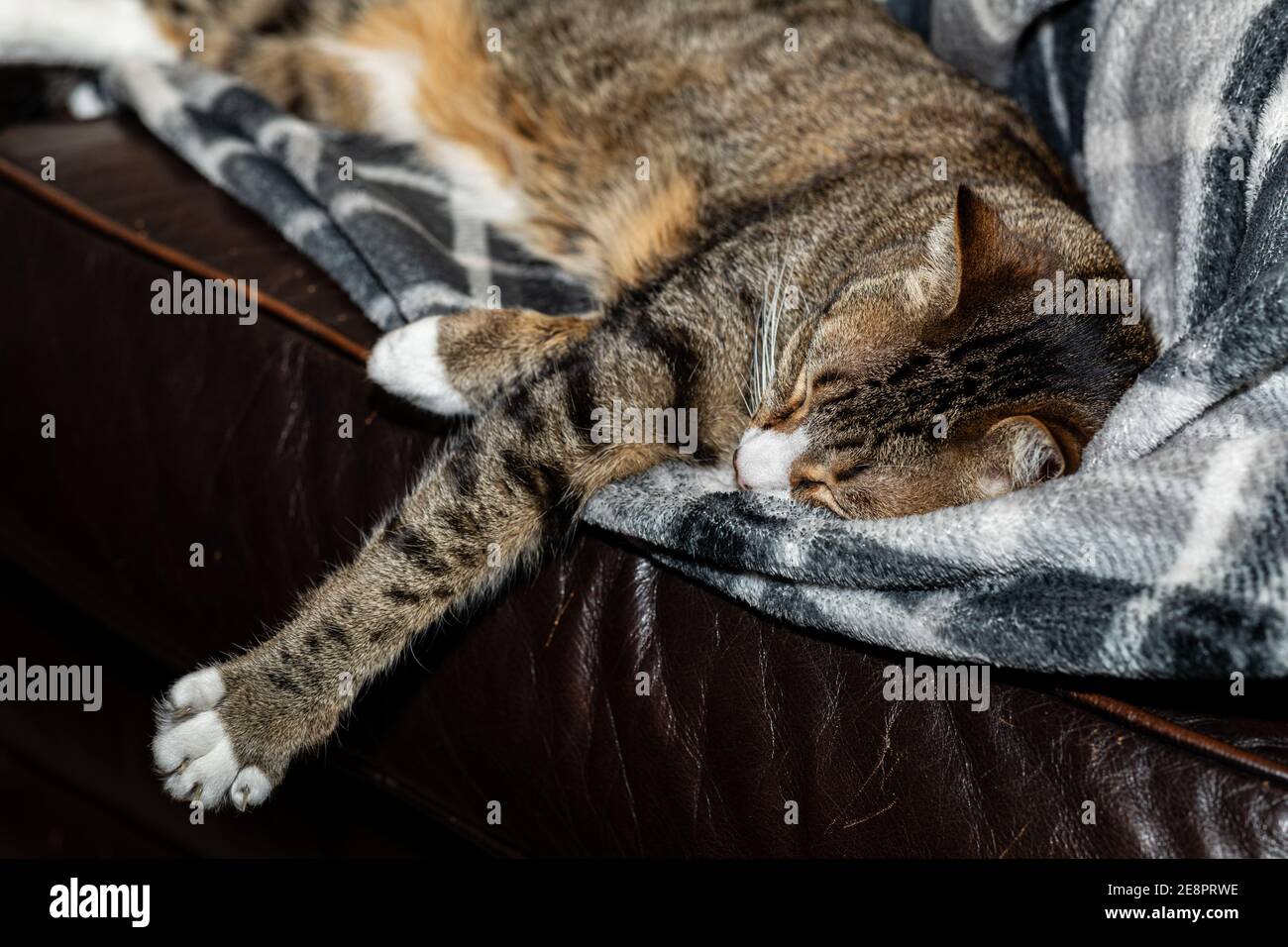 Ein entzückendes Tabby-Kätzchen kuschelte sich auf einer Decke, die mit einem schlafenden Menschen zusammengeknuddelt war. Stockfoto